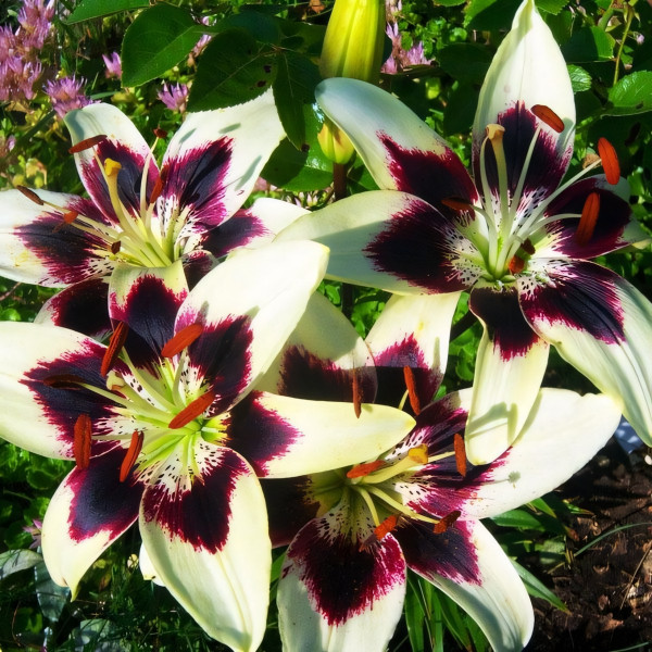 Луковицы  Лилия биколор азиатская Patricia's Pride (Патриция Прайд) (3шт.)