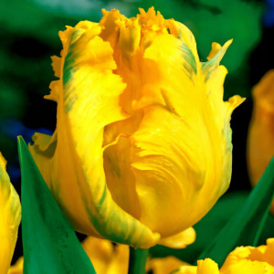 Тюльпан попугайный Йоко Пэррот (в упаковке - 3шт.)