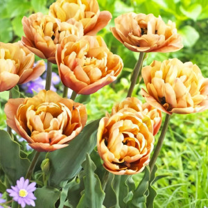 Тюльпан махровый Ла Бель Эпок (в упаковке - 3шт.)