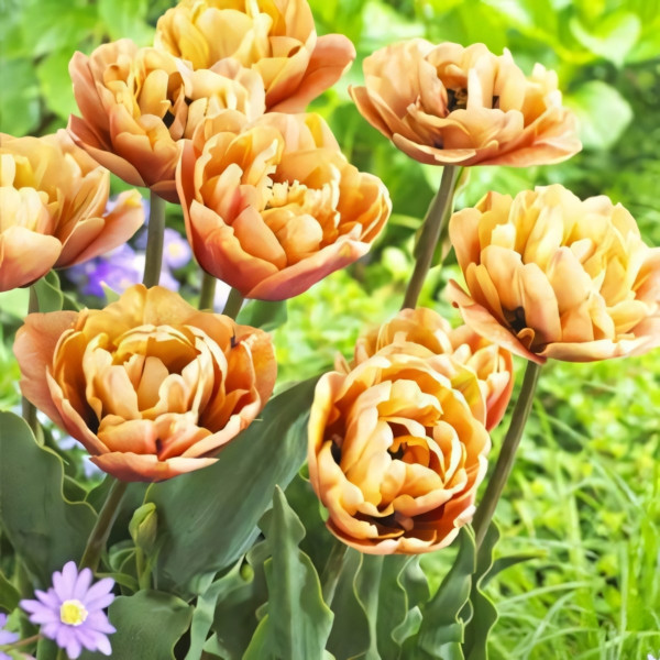 Луковицы Тюльпан махровый Ла Бель Эпок (в упаковке - 3шт.)