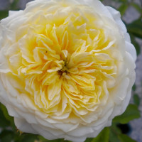 Саженцы Роза английская Пилигрим