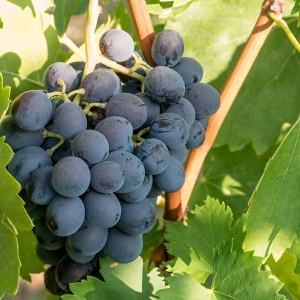 Саженцы Виноград Атаман