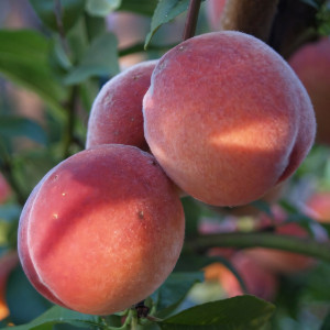 Саженцы Персик Центри