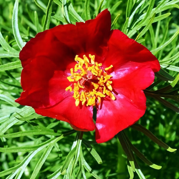 Саженцы Пион Tenuifolia (Тенуфолия)