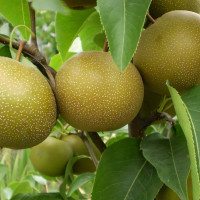 Саженцы Груша Бронзовая