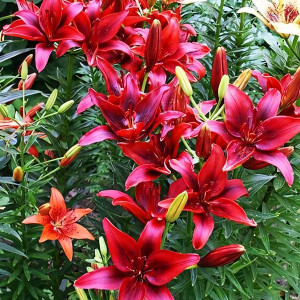  Лилия азиатская Black Out (Блек Аут)