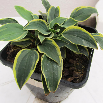 Саженцы Хоста Con Te Partiro (Кон Тэ Партиро) S