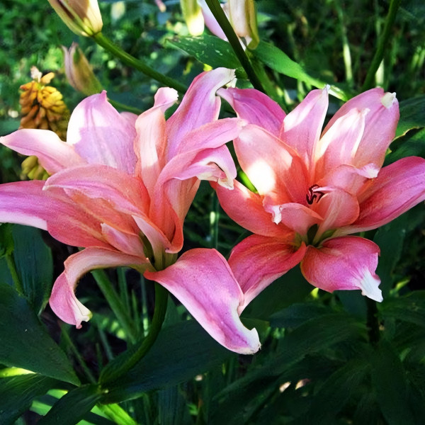 Луковицы  Лилия азиатская Aphrodite (Афродита) (3шт.)