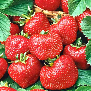 Клубника (крупная Клубника) Камароза 5 шт. в упаковке