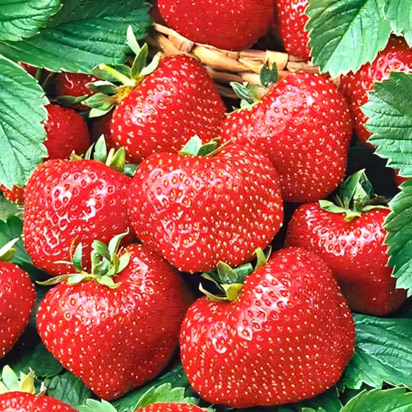 Клубника (крупная Клубника) Камароза 5 шт. в упаковке