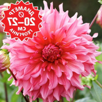 Саженцы Георгина Islander