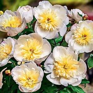 Саженцы Пион Madrid (Мадрид)