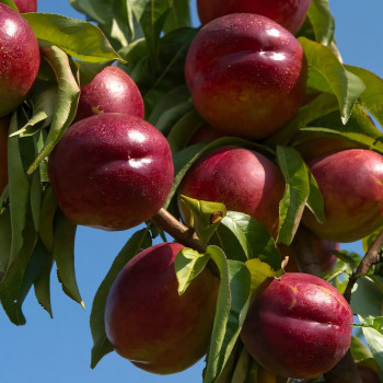Саженцы Нектарин Старк Ред Голд