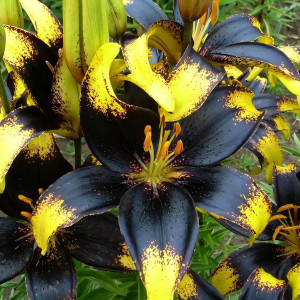  Лилия азиатская Lion Heart (Лайон Харт)