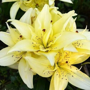  Лилия азиатская Mountain Joy (Маунтейн Джой)