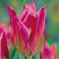 Луковицы Тюльпан Кристмас Экзотик (в упаковке - 3шт.)