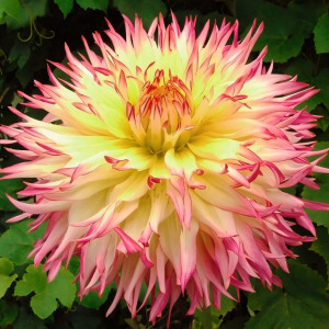 Саженцы Георгина бахромчатая Caproz Josephine (Капроз Джозефина)