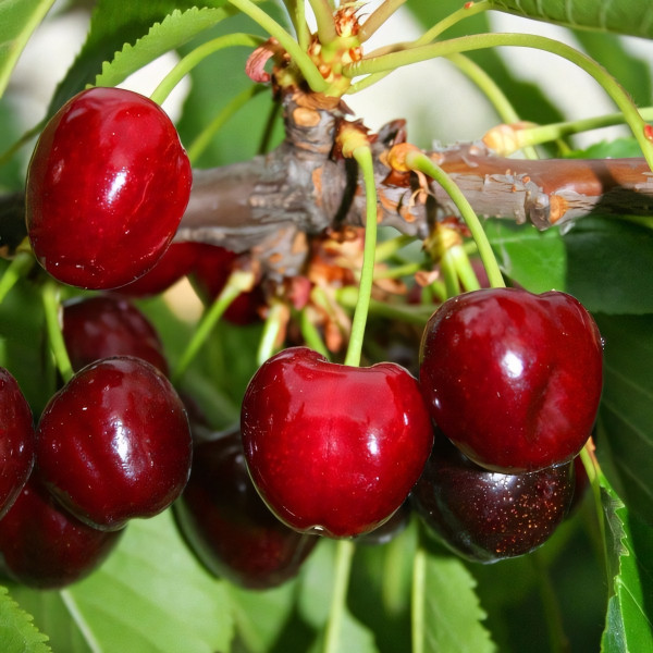 Саженцы Черешня Волшебница