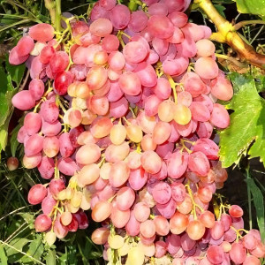 Саженцы Виноград кишмиш Лучистый