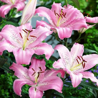 Луковицы  Лилия восточная Josephine (Жозефина) (3шт.)