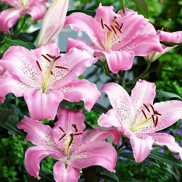 Луковицы  Лилия восточная Josephine (Жозефина) (3шт.)