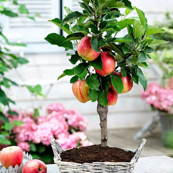 Саженцы Яблоня колоновидная Успешный