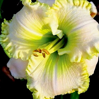 Саженцы Лилейник Green Mystique (Грин Мастик)