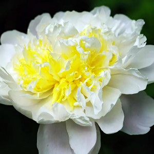 Саженцы Пион Bridal Icing (Брайдл Айсинг)