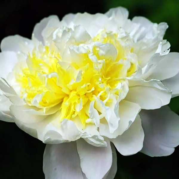 Саженцы Пион Bridal Icing (Брайдл Айсинг)