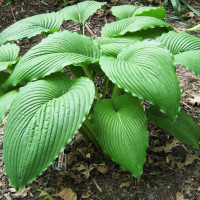 Саженцы Хоста Niagara Falls (Ниагара Фолс) XL
