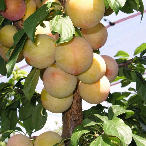 Саженцы Слива Голден Плумза