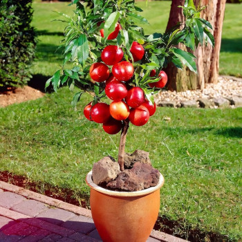 Саженцы Нектарин колоновидный  Рубис