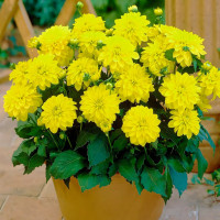 Саженцы Георгина гэллери Cezanne (Чезанне)