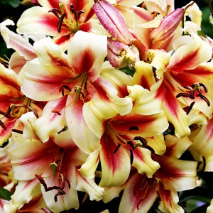  Лилия ОТ гибрид Lavon (Лавон)