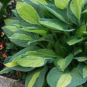 Саженцы Хоста Mata Hari (Мата Хари) L