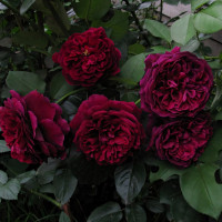 Саженцы Роза английская Принц