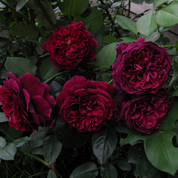 Саженцы Роза английская Принц