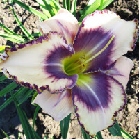 Саженцы Лилейник Dectined to See (Дектинд то Си)