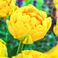 Луковицы Тюльпан махровый Голд Февер