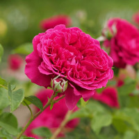 Саженцы Роза английская Вильям Шекспир