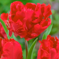 Луковицы Тюльпан попугайный Эрна Линдгрен (в упаковке - 3шт.)