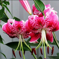 Луковицы  Лилия Speciosum Rubrum (Сп. Рубрум) (3шт.)