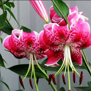  Лилия Speciosum Rubrum (Сп. Рубрум)