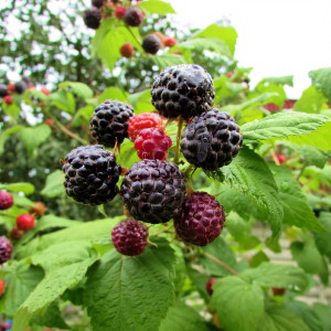 Саженцы Ежемалина Глен Кое