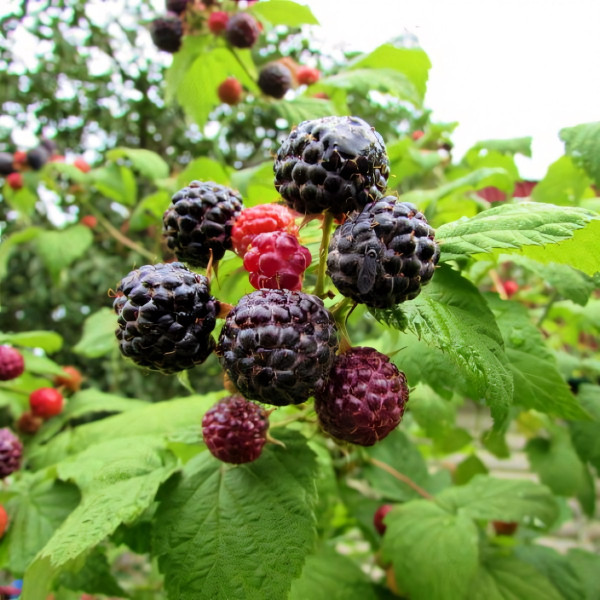 Саженцы Ежемалина Глен Кое