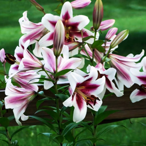  Лилия ОТ гибрид Altari (Алтари)