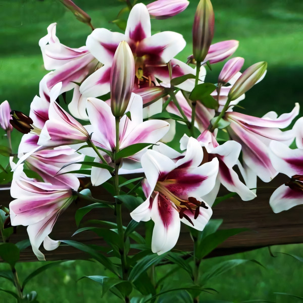 Луковицы Саженцы Лилия ОТ гибрид Altari (Алтари) (3шт.)