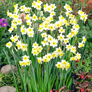 Нарцисс мини Минноу (в упаковке - 3шт.)