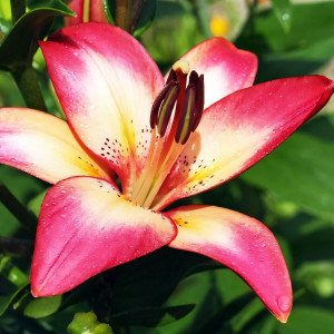  Лилия биколор азиатская Heartstring (Хертстрингс)