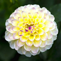 Саженцы Георгина Cherish